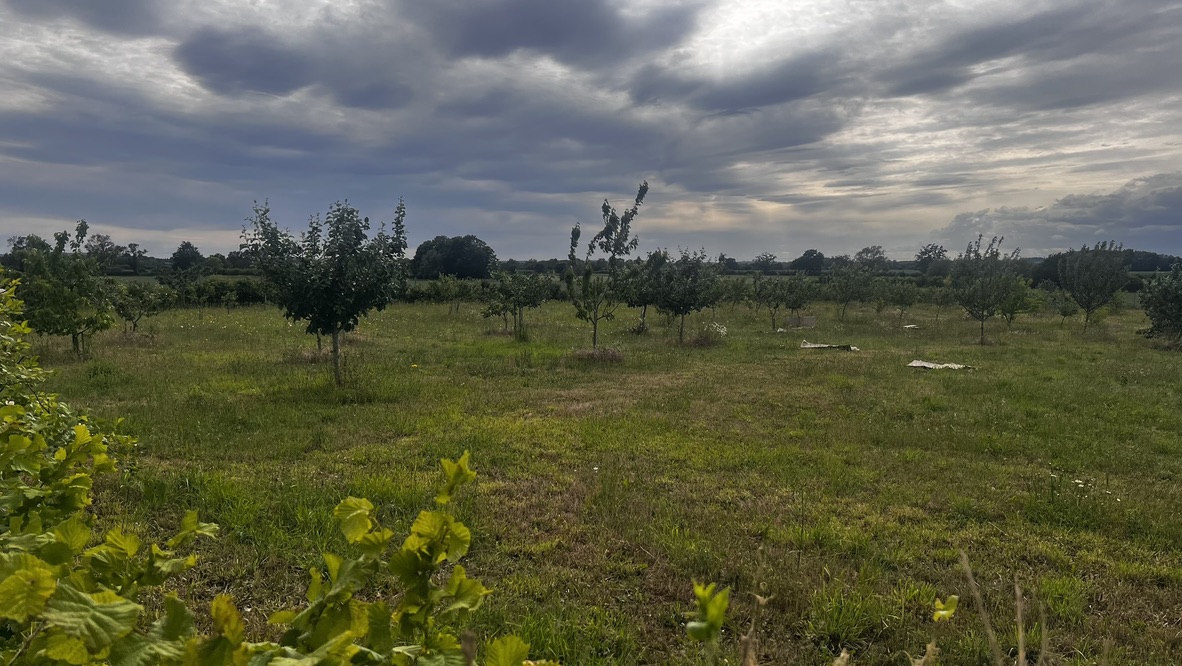 The orchard grounds for the learning centre