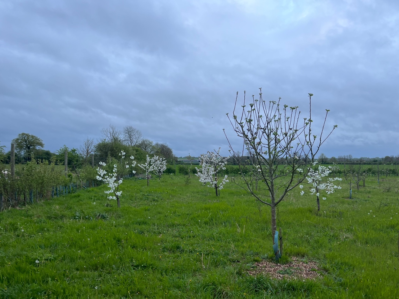 Blossoming fruit trees at Project Bagh orchard