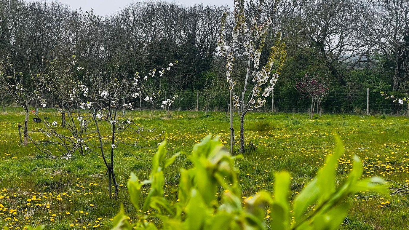 Blossoming orchard with wildflowers